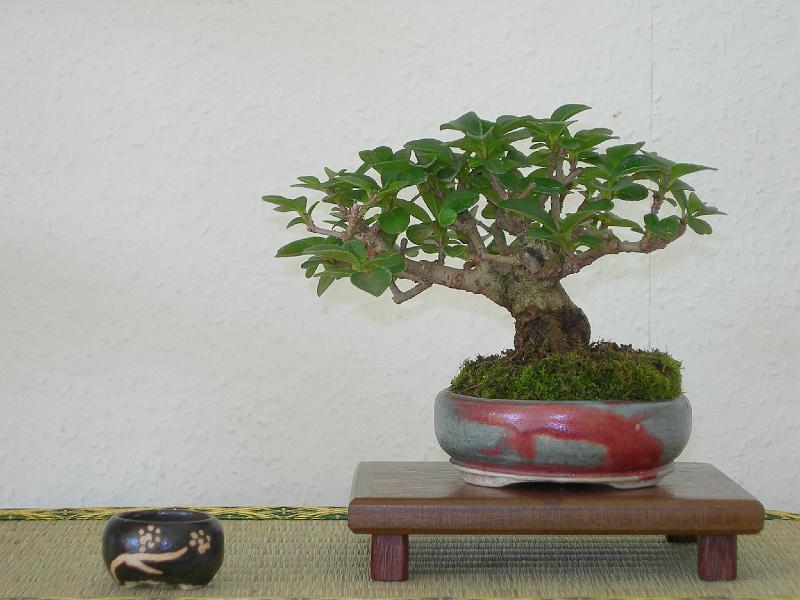 DSCN0237.JPG