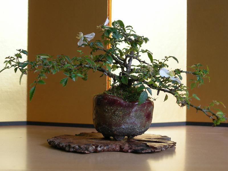 DSCN1713.JPG