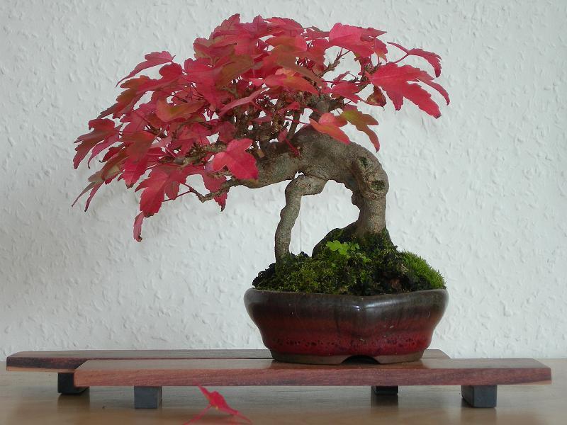 DSCN2106.JPG