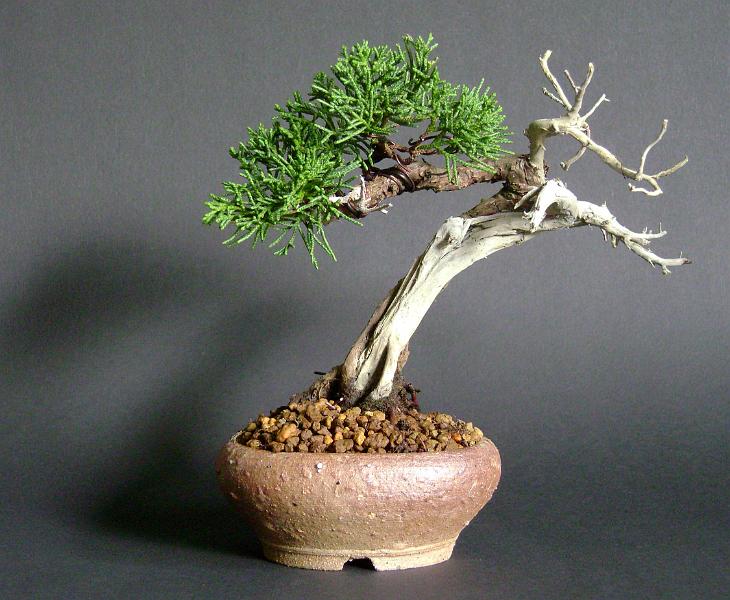 juniper1b.JPG