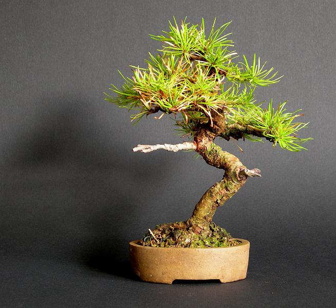 larix1.JPG