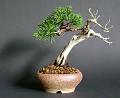 juniper1b