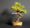 larix1